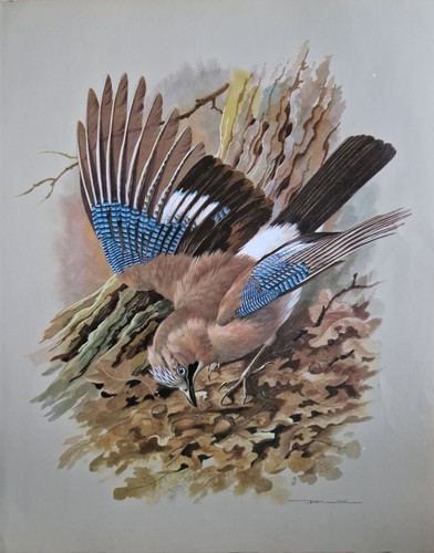 Sale vintage bird book - book, plate