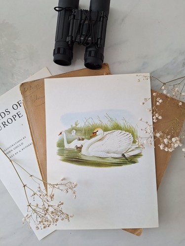 Sale mute swan - sale,