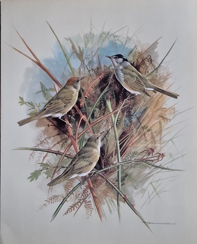 Sale vintage bird book - sale!,