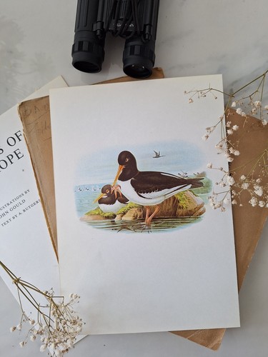 Sale oystercatcher vintage - sale,