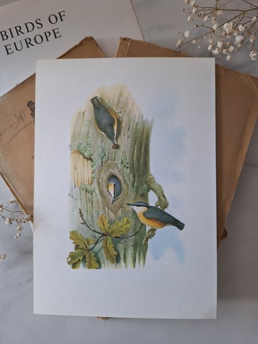 Sale nuthatch vintage - vintage, bird