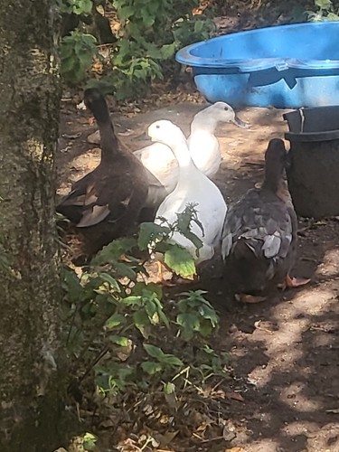 Special lovely white ducks - special, 2