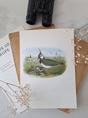 Sale lapwing vintage bird - -,