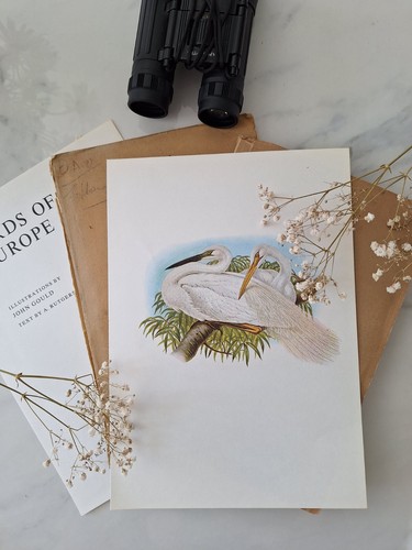Sale great white heron - sale,