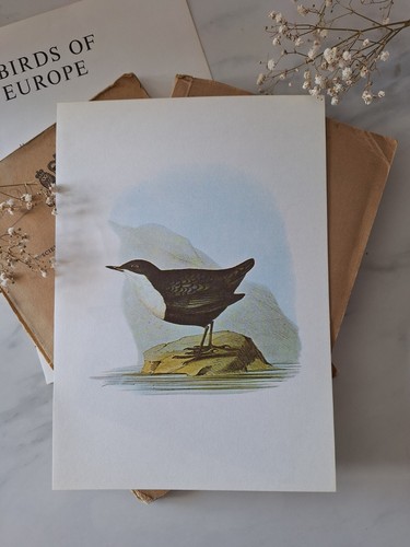 Sale dipper vintage bird - dipper,
