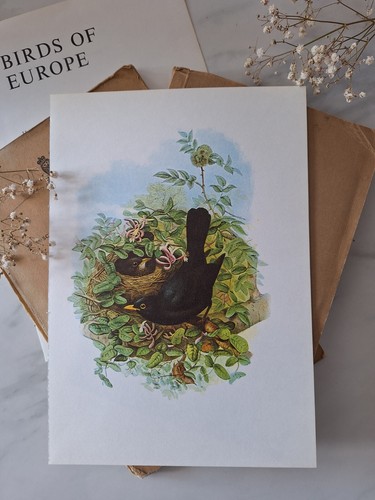 Sale blackbird vintage bird - sale,