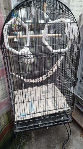 Cage birds for sale - birds,