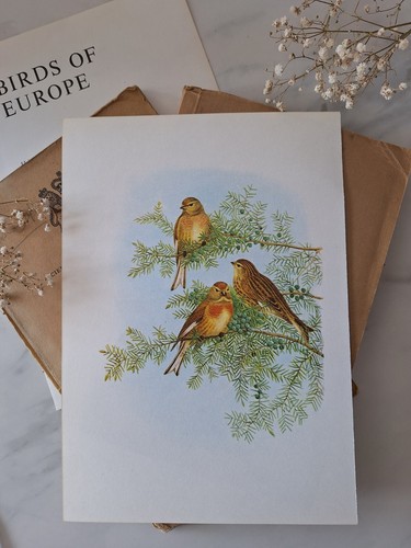 Sale linnet vintage bird print - linnet,