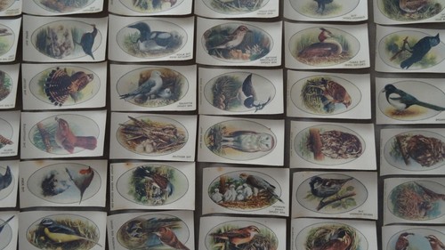 Wild birds cigarette - cigarette, transfer