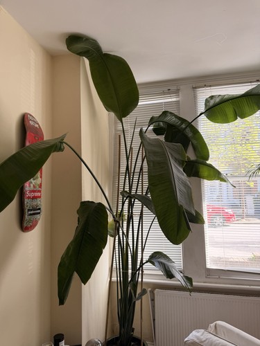 Large mature bird paradise - large, of