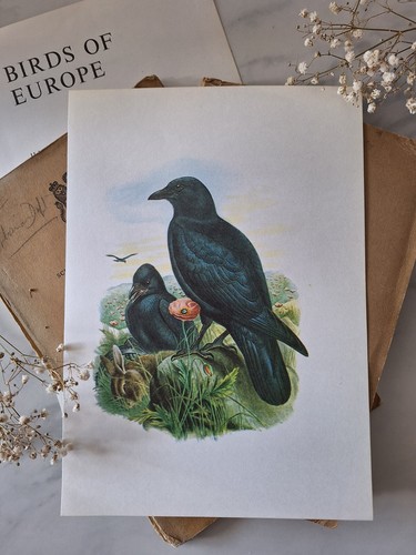 Sale carrion crow - sale, vintage