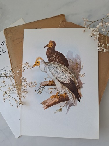 Sale egyptian vulture - vulture,