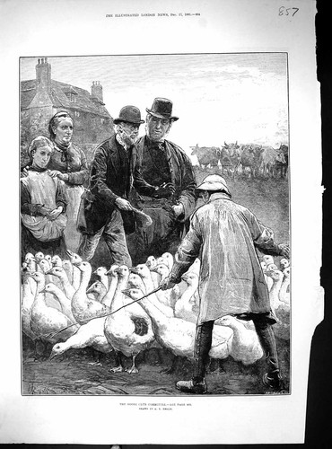 Old antique print goose club - antique,