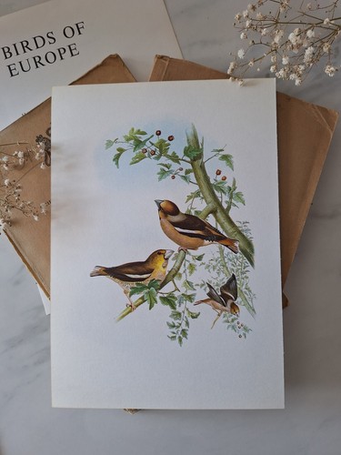 Sale hawfinch vintage bird - sale,