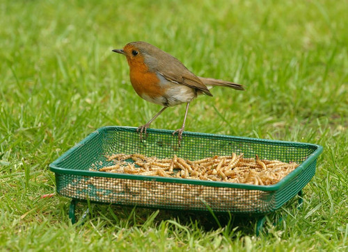 Dried mealworms 500g wild - dried,
